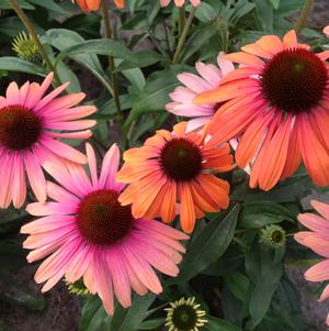 Echinacea 'Butterfly™ Rainbow Marcella'