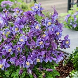 Aquilegia 'Earlybird™ Purple Blue'