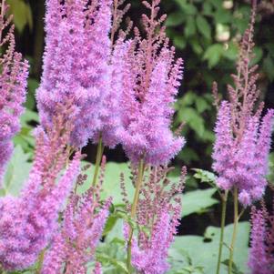 Astilbe chinensis 'Purple Candles (Purpurkerze)'