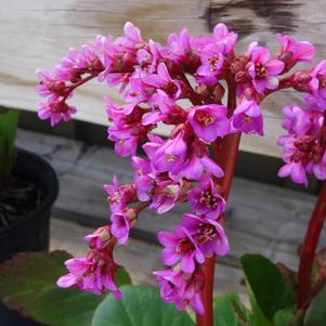 Bergenia cordifolia 'Red Beauty'