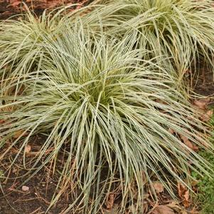 Carex 'Feather Falls™'