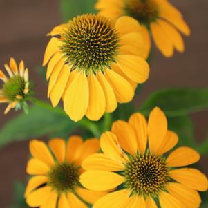 Echinacea purpurea 'PollyNation™ Yellow'