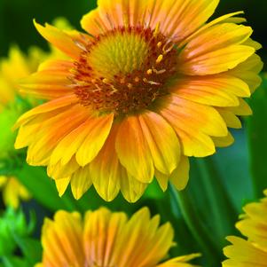 Gaillardia aristata 'Arizona Apricot'