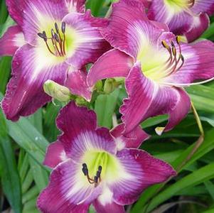 Hemerocallis 'Water Dragon'