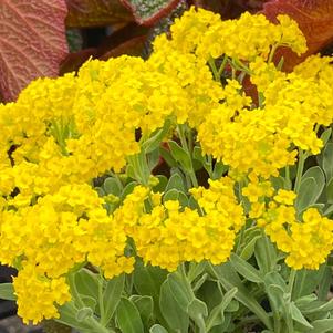 Alyssum montanum 'Mountain Gold'