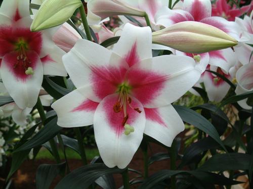Lilium - OT Hybrid Lily ()