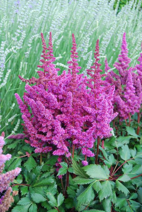 Astilbe chinensis 'Vision in Red'