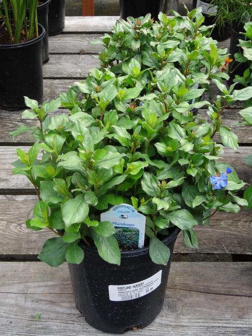 Ceratostigma plumbaginoides
