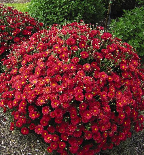 Chrysanthemum 'Mammoth™ Red Daisy'
