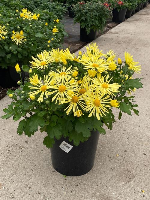 Chrysanthemum 'Mammoth™ Yellow Quill'