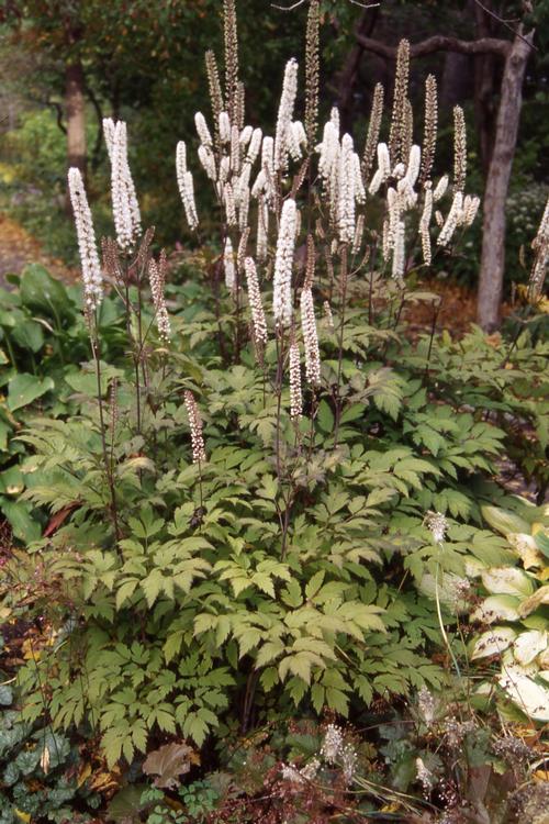 Cimicifuga ramosa 'Atropurpurea'