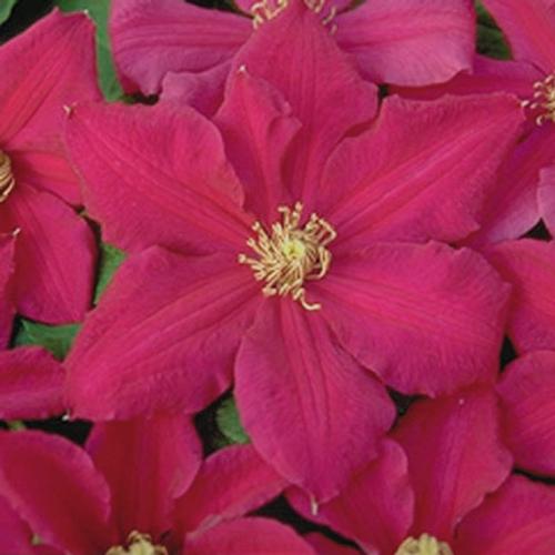 Clematis 'Ernest Markham'