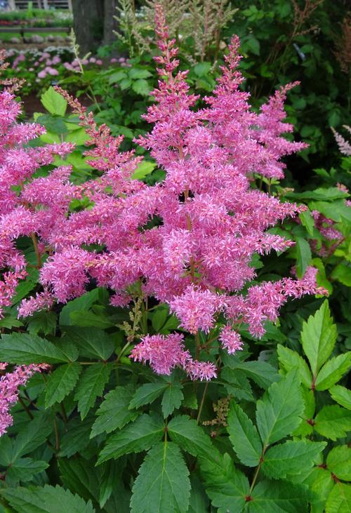 Astilbe x Music™ Series (False Spirea)