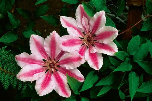 Clematis 'Nelly Moser'