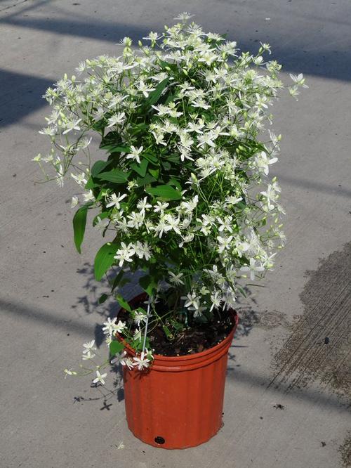 Clematis 'Paniculata'