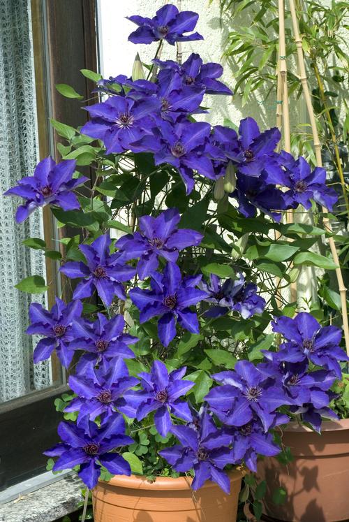 Clematis 'The President'