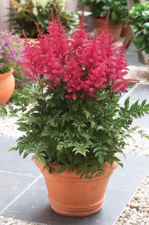Astilbe Younique™ Series 'Carmine'