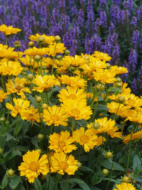 Coreopsis 'Jethro Tull'