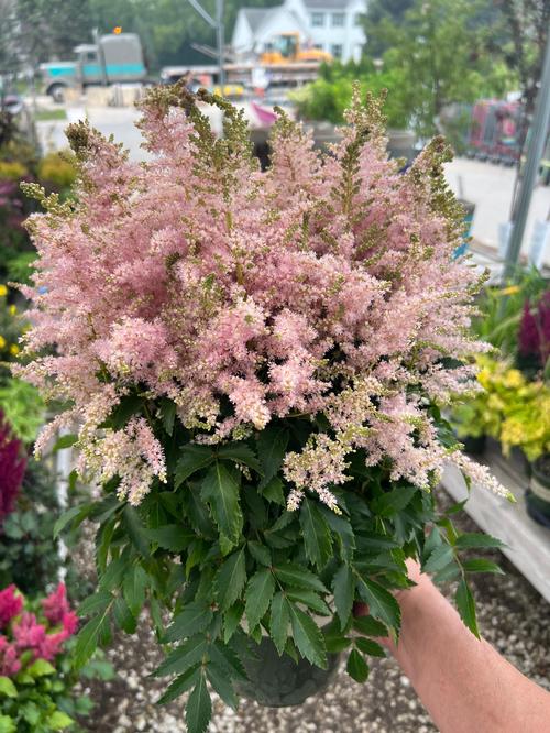 Astilbe 'Younique™ Silvery Pink'