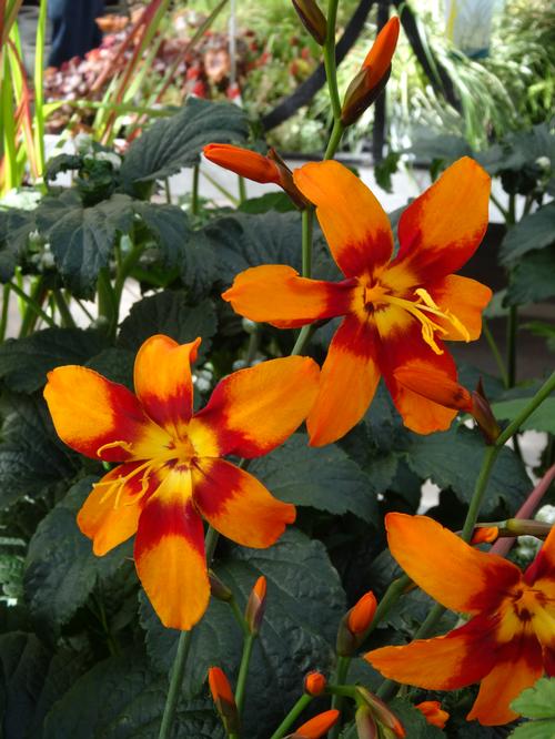 Crocosmia 'Emily McKenzie'