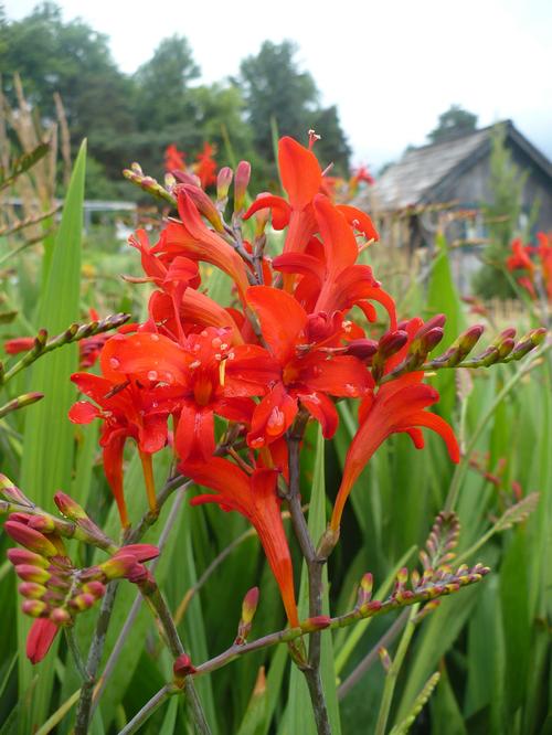 Crocosmia 'Lucifer'