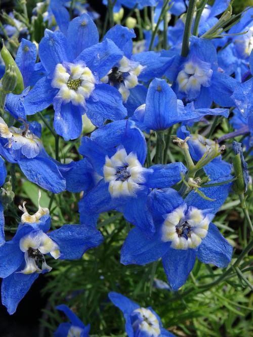 Delphinium grandiflorum 'Summer Cloud'