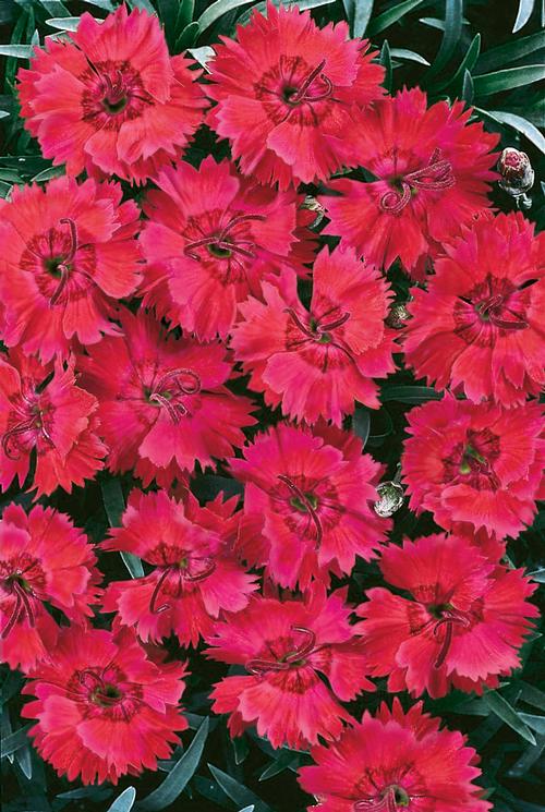 Dianthus 'Star Single™ Fire Star Improved'