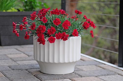 Dianthus 'Star Single™ Fire Star Improved'