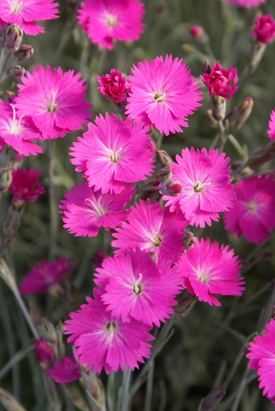 Dianthus gratianopolitanus 'Firewitch'