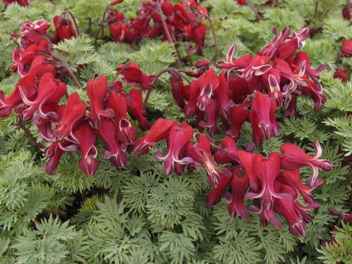 Dicentra x 'Burning Hearts'
