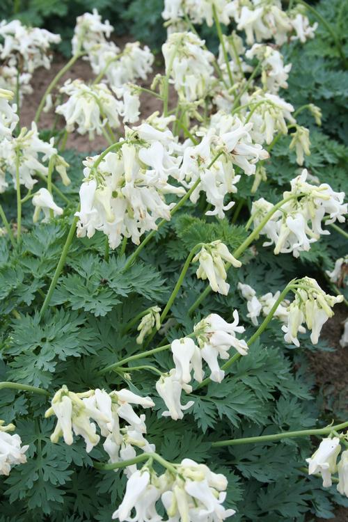 Dicentra x 'Ivory Hearts'