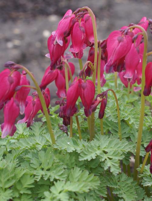 Dicentra x 'King of Hearts'