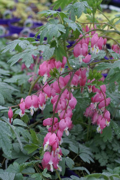 Dicentra spectabilis 