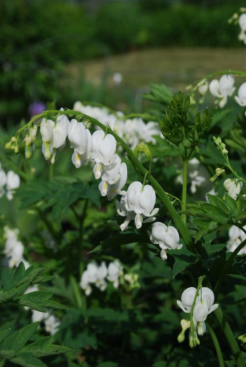 Dicentra spectabilis 'Alba'