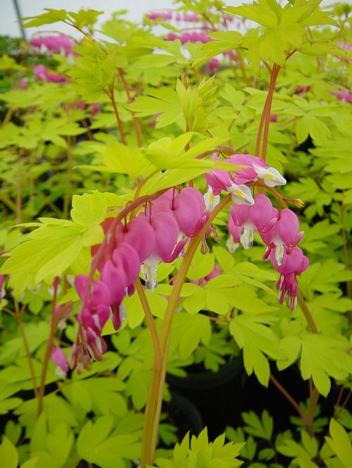 Dicentra spectabilis 'Gold Heart'