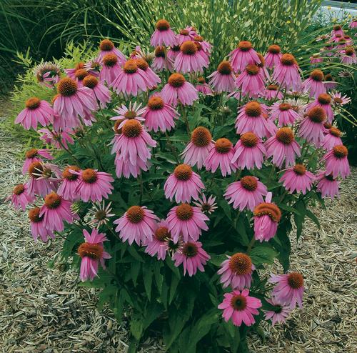 Echinacea purp. (Coneflower)