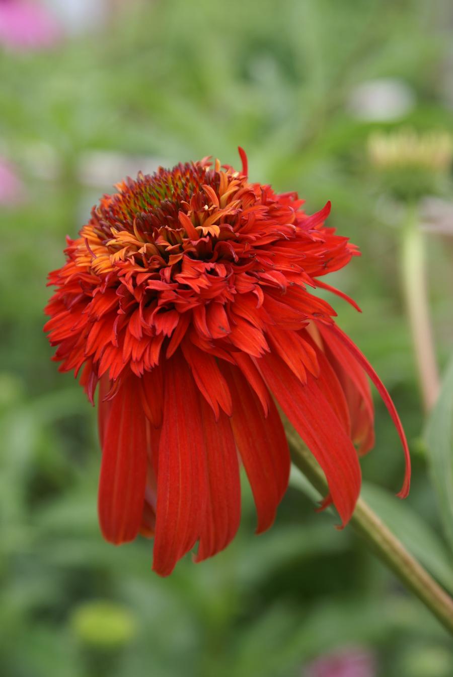 Echinacea 'Cone-fections™ Hot Papaya'