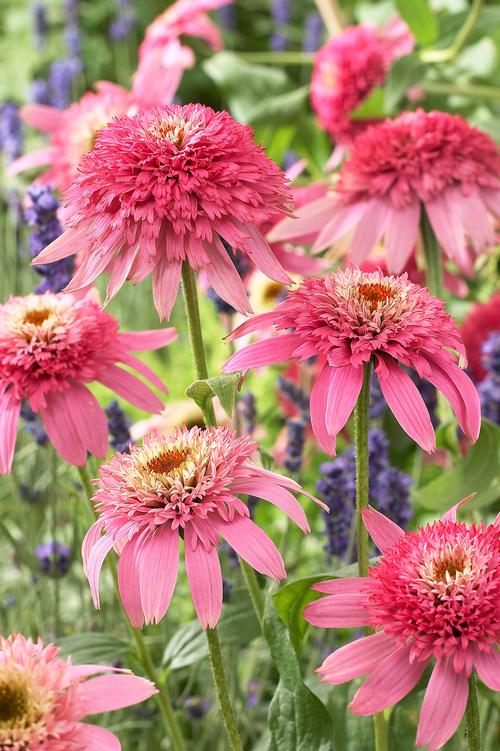 Echinacea purp. (Coneflower)
