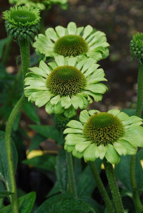 Echinacea purpurea 'Green Jewel'