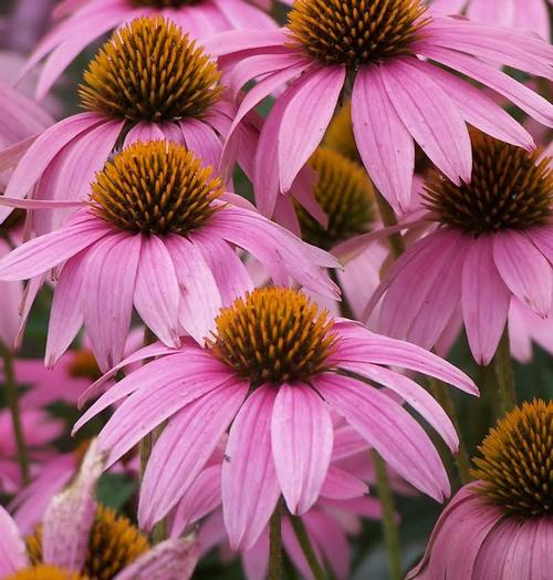 Echinacea purpurea 'Magnus'