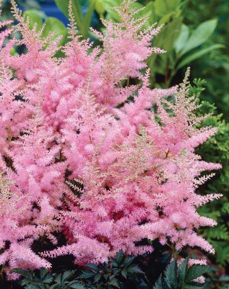 Astilbe simplicifolia (False Spirea)