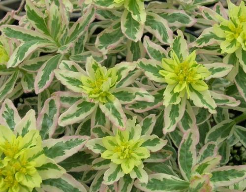 Euphorbia polychroma (Spurge)