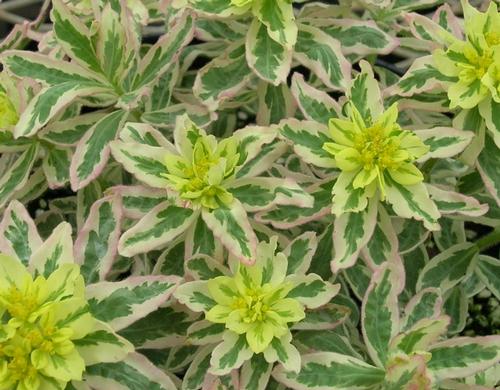 Euphorbia polychroma 'First Blush'