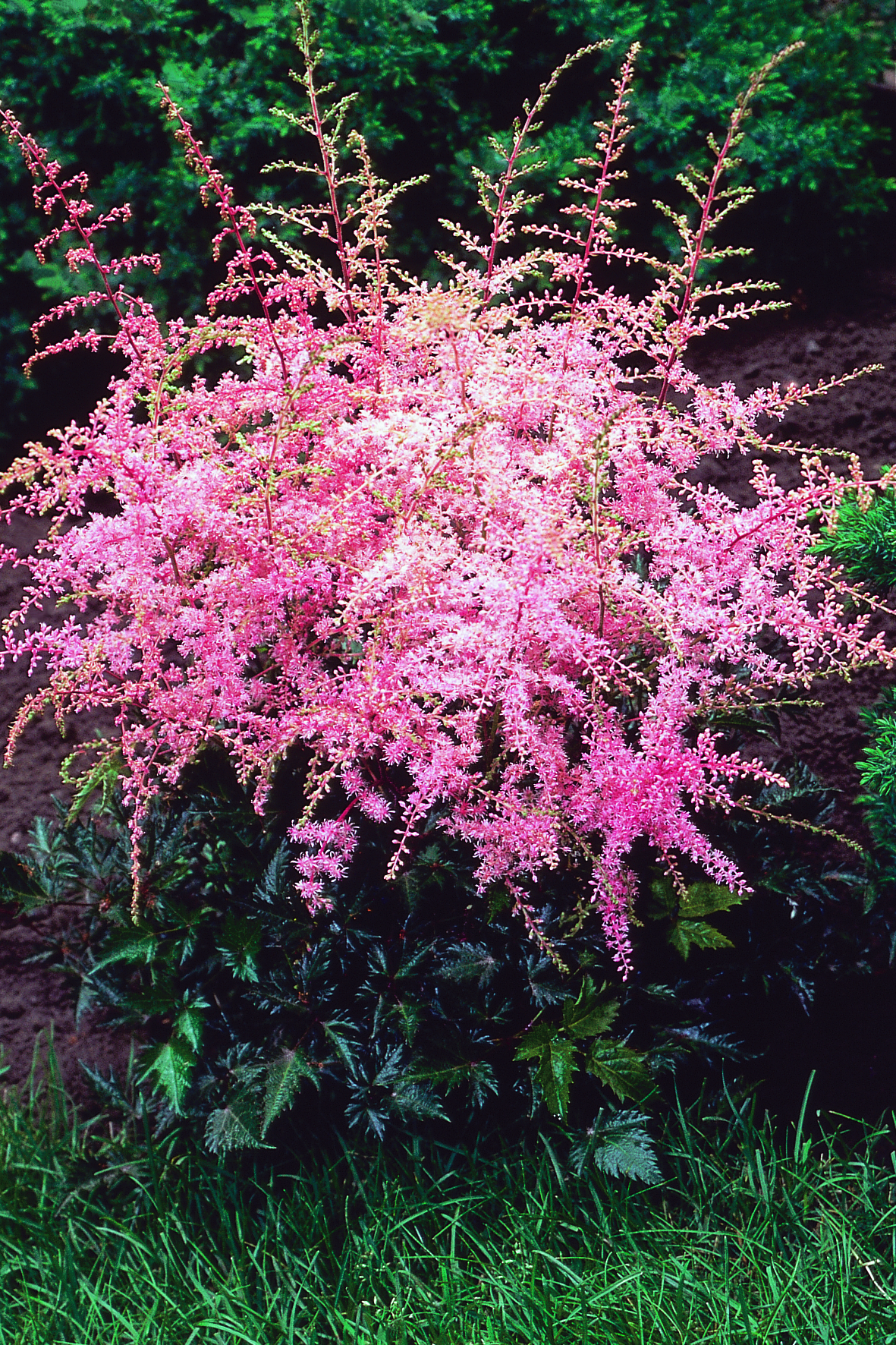 Astilbe simplicifolia (False Spirea)