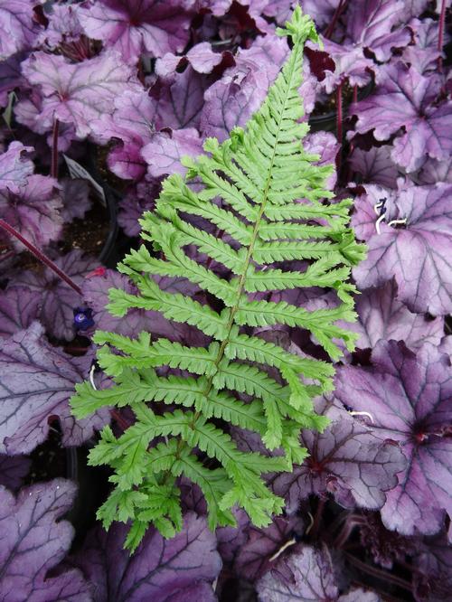 Dryopteris affinis Cristata 'The King'