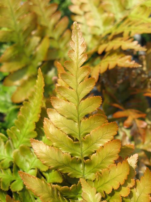 Dryopteris erythrosora 'Brilliance ™'