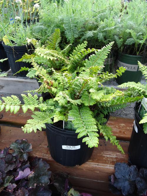 Polystichum acrostichoides 