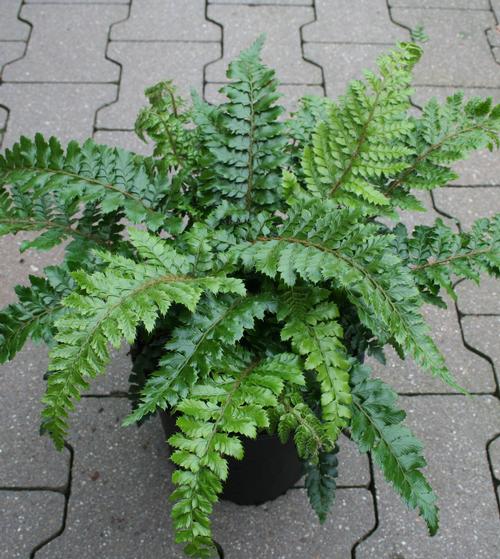 Polystichum polyblepharum 