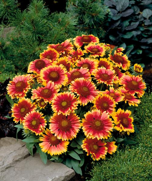 Gaillardia aristata 'Arizona Sun'