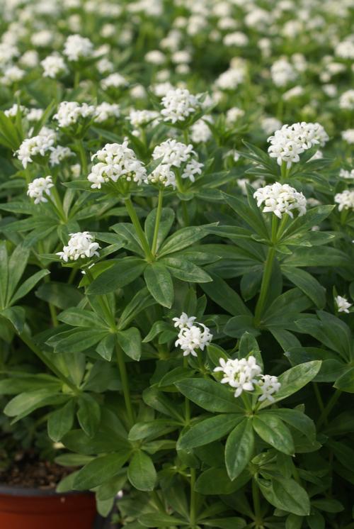 Galium odoratum 